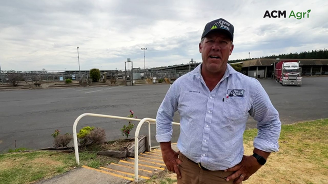 Mount Gambier store cattle sale