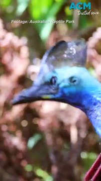Zookeepers throw ‘pool party’ for animals during heatwave