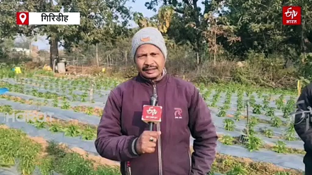 दुबई से लौटे मजदूर ने कृषि कार्य में तलाशा भविष्य, डेढ़ एकड़ बंजर भूमि में लगाया 30 हजार मिर्ची के पौधे