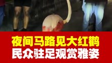 夜间马路见大红鹳  民众驻足观赏雅姿