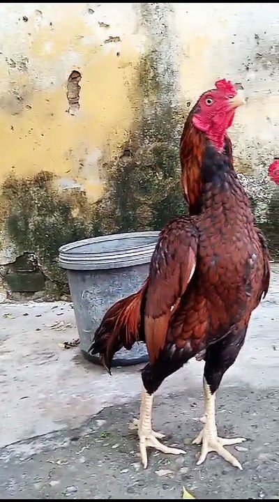 Aseel Murgha #aseelmurga #aseelvibes #hen