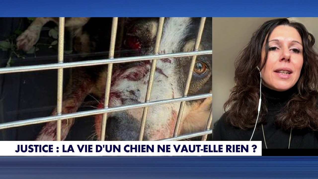 Tamara Guelton : «Ce chien s'est pris 200 plombs de chevrotine et a été laissé agonisant»
