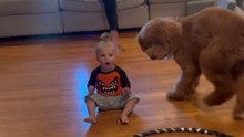 Playful puppy and calm toddler form the cutest duo while tracking a toy crab together