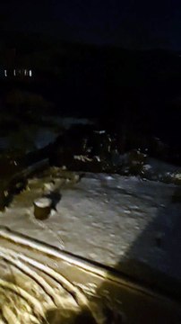 Lupi a Monte Morello, gli abitanti svegliati nella notte dagli ululati