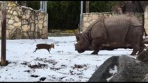 Il piccolo cervo che sfida il rinoceronte allo zoo di Wroclaw