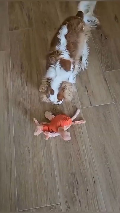 ⚡ This shrimp MOVES like real!Bored cats go crazy for it 😻USB charging | 👉 Order now, limited stock