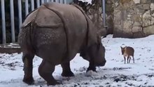 Muntjak vs. Nashorn: Mini-Kämpfer provoziert Riesen