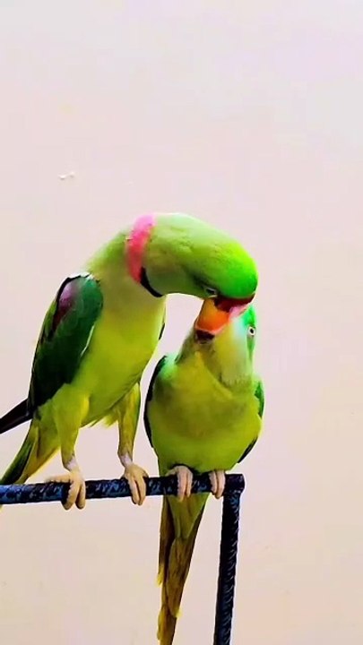 Talking parrot l parrot talking l parrot sound l parrots video