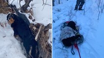 Hero Dog Leads Family To Rescue Frozen Dog Stranded In Creek | Happily TV