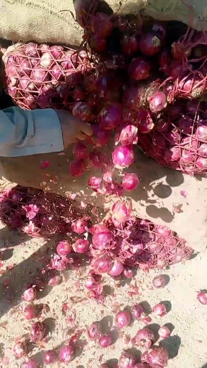 Sindh onion