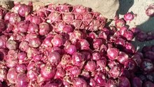 Dubai onion export quality