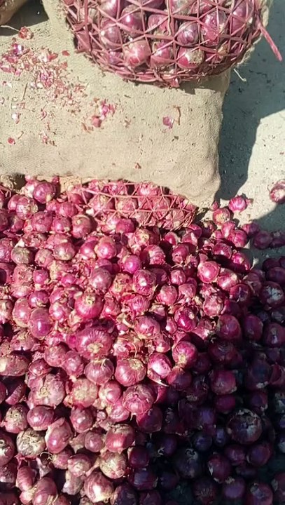 Dubai onion export quality