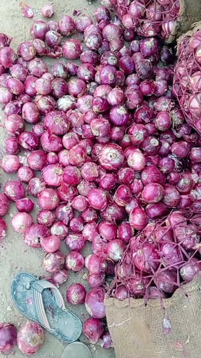 Export quality onion