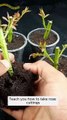 🌹 Turn Rose Branches into New Plants — Step-by-Step Guide!