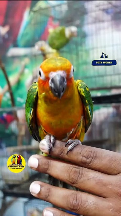 ഇത്രയും ഇണങ്ങിയ സൺ കോണ്യൂരിനെ കിട്ടിയാൽ പോരെ? | Tamed sun Conure