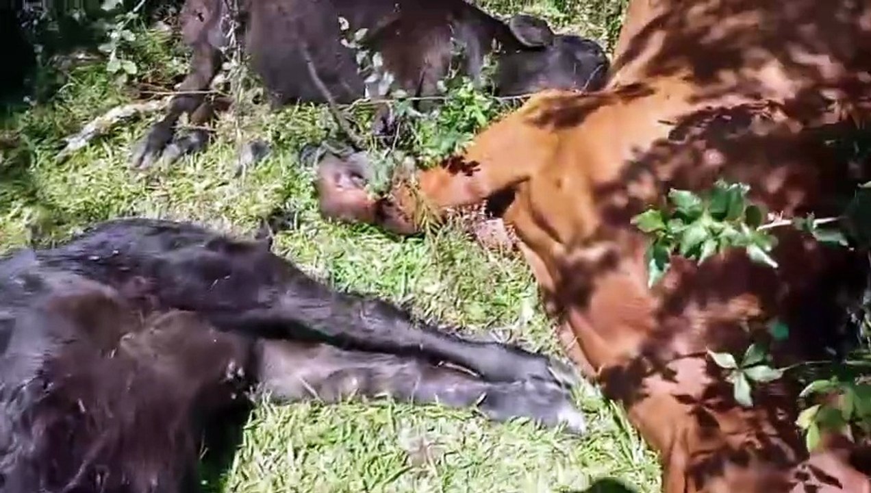 Mais de 20 bovinos morrem após forte trovoada com raios em Urupema