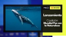 Lanzamiento de la Coalición de Paz con la Naturaleza en La COP16 desde Cali - Colombia | Pulzo