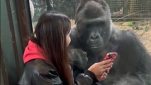 Gorillas get hooked as girl scrolls her phone in front of them
