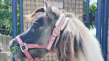 Où est passé Daemon, un poney miniature mascotte de Villeneuve-lès-Avignon ?