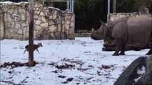 Watch: Tiny 13kg deer confronts 1.7-tonne rhino in zoo standoff