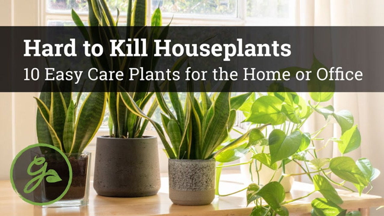 Hard to Kill Houseplants - 10 Easy Care Plants