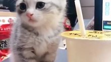 Video Kucing Lucu (198)