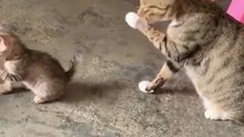Video Kucing Lucu (197)