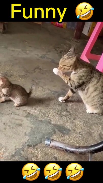 Video Kucing Lucu (197)