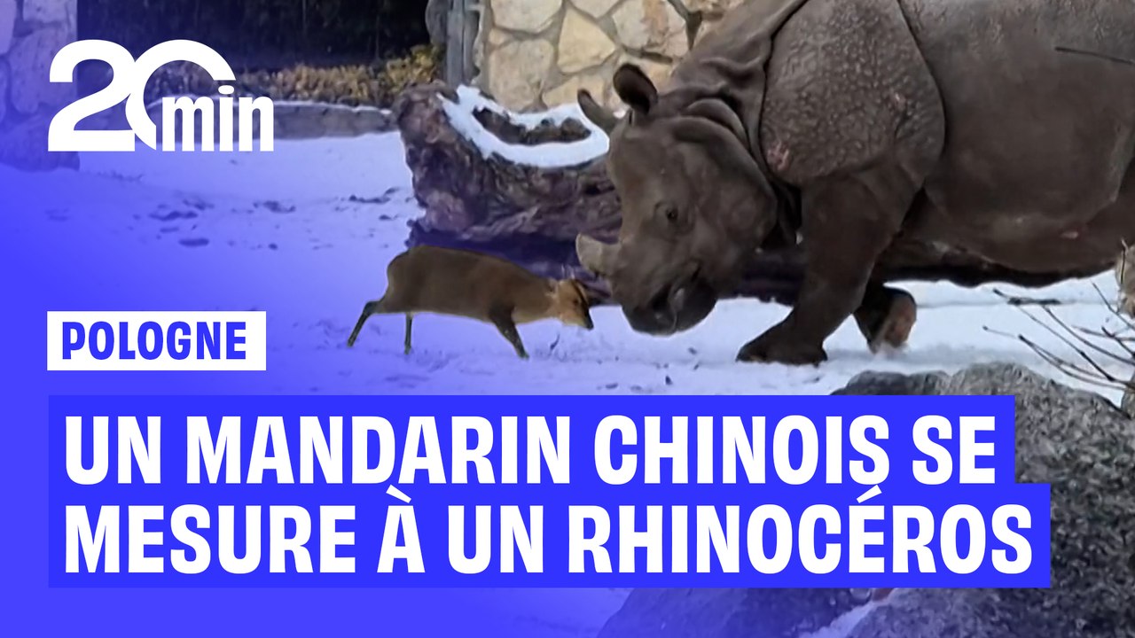 13 kg contre 1,7 tonne : un mandarin chinois s'attaque à un rhinocéros dans un zoo polonais