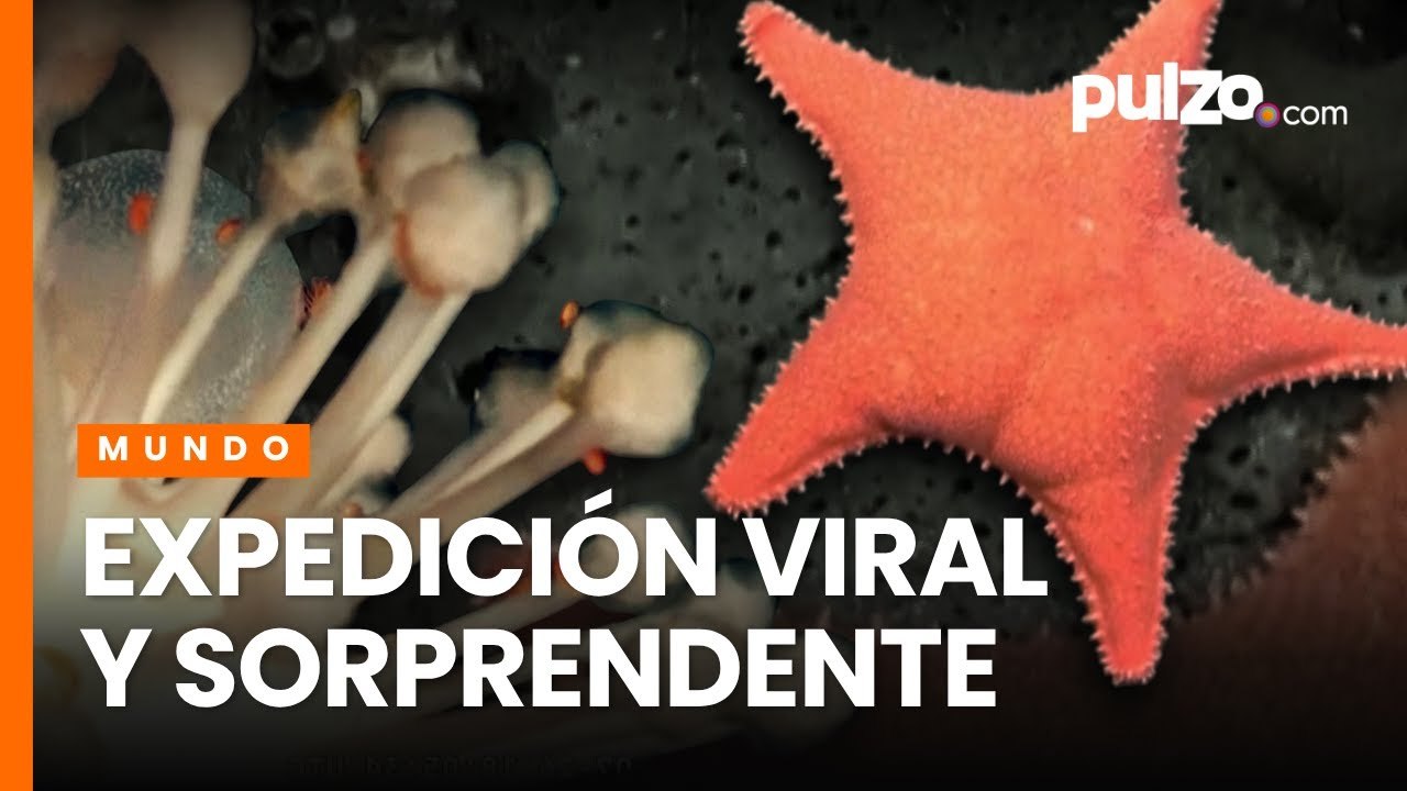 Exploración submarina en vivo del Schmidt Institute Ocean y CONICET causa furor en Argentina | Pulzo