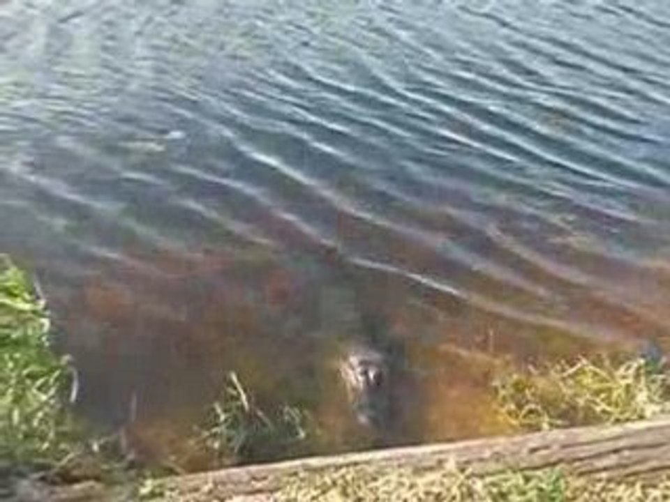 Alli et gator