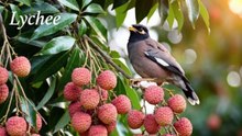 WILDLIFE & BIRDS EATING FRUITS