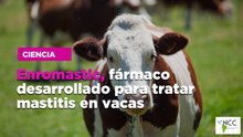 Enromastic, fármaco desarrollado para tratar mastitis en vacas