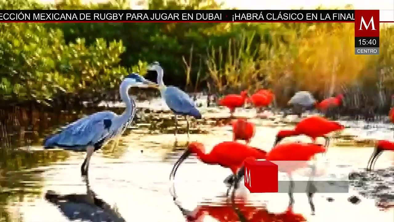 Bosques centroamericanos funcionan como corredores para especies de aves migratorias