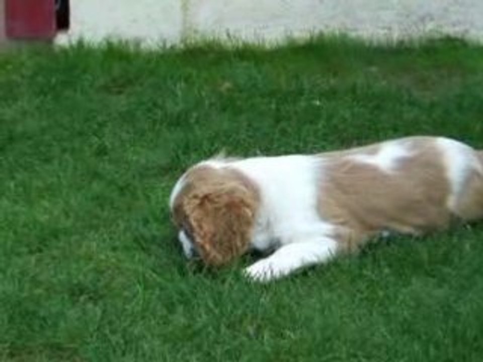 cavalier king declan