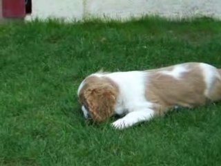 cavalier king declan