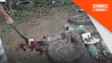 Kanak-Kanak dibelit ular sawa ketika bercuti di Kampung Temai