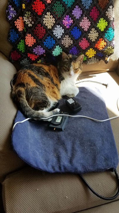Elsie glowers a demand to power the heated seat. | #SparklegleamFarm #Elsie #homestead #LadyChunkerella #cats #catlovers #cute