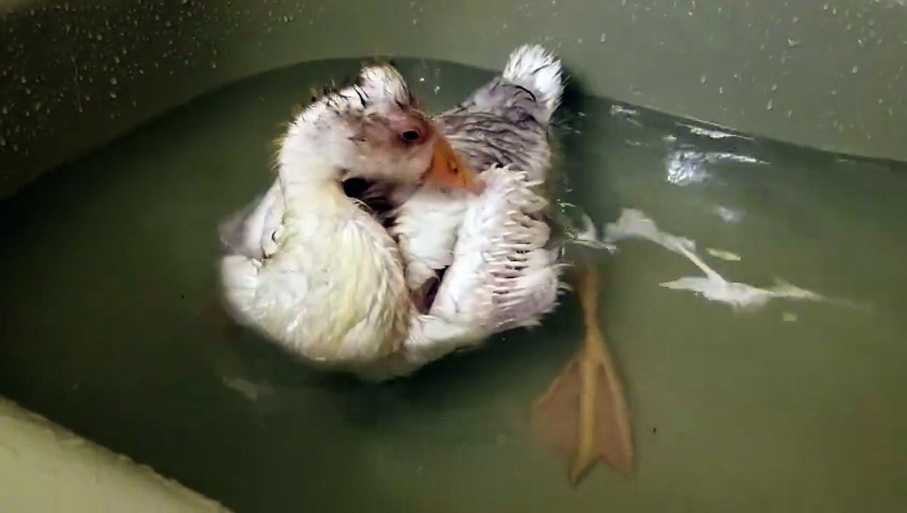 %C%5 I don't wanna be a chicken, I don't wanna be a duck. | #SparklegleamFarm #Lemongrab #farm #goose #farmanimals #soft #cute