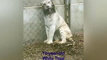 Twin Grandpa Tigers