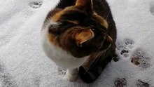 My Cat vs Snow… Her Face Says Everything ❄️🐱😂 #cats #funny #snow #winter #viralcats