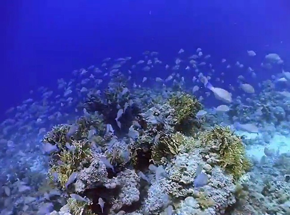 20,000 Leagues Under The Sea  FULL MOVIE  1997  Action, Adventure - Popcornflix (480p, h264)