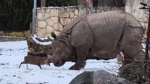 Il video più dolce che vedrete oggi: il piccolo cervo sfida un rinoceronte da 1,7 tonnellate