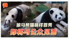 晓月坐着吃、辰星到处跑 旅马熊猫萌样首秀！
