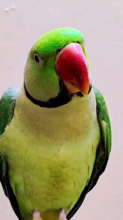 Talking Parrot l Parrot sound l Parrot Talking #parrot #parrots #birds #bird #talking_parrot #parrot_sound