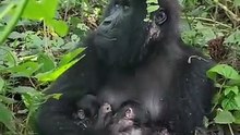 Gorila Gunung di Virunga Lahirkan Bayi Kembar Jantan
