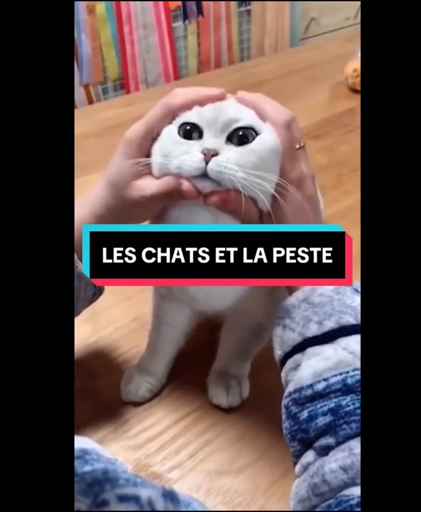 Les chats et la peste