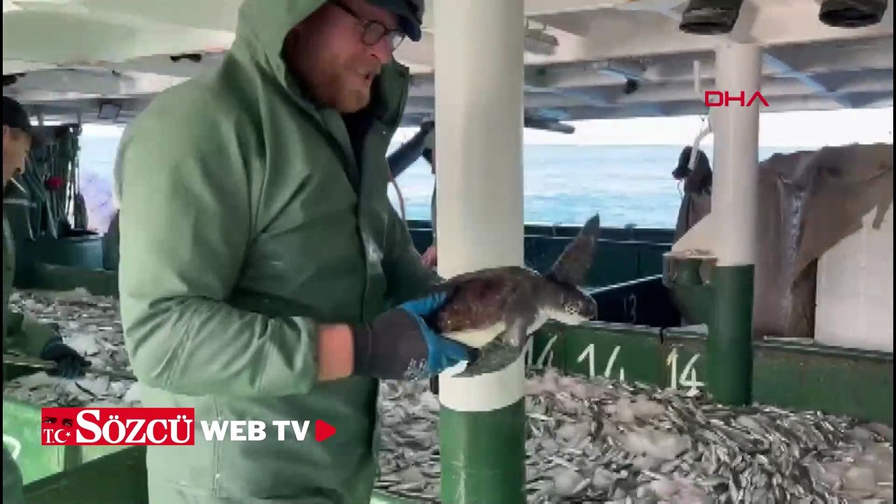 Çanakkale'de balık ağına takılan caretta caretta kurtarıldı