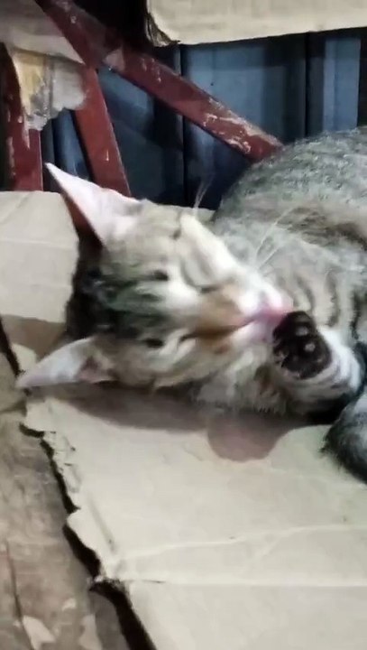 #Chat 🐈🐈القطة تلعب مع ابناؤها