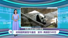 熊猫馆重启“辰星”与“晓月”亮相   安华: 再拨款500万给动物园